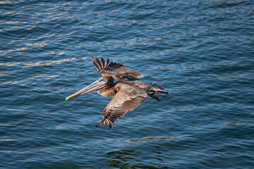 Brown Stork flying in the Santa Cruz bay.