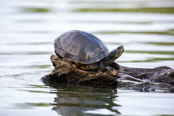 Obraz premium Yellow Bellied Slider