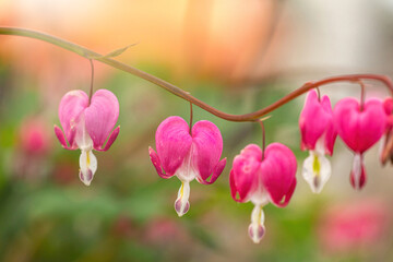 Close-up portrait of bleeding heart blossoms, Lamprocapnos, in early spring in a garden outdoors