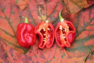 Red habanero hot chili peppers on bright autumn leaves
