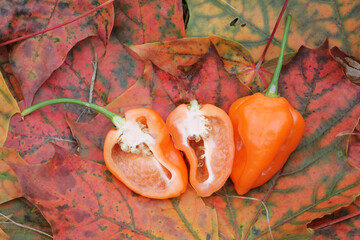 Orange habanero hot chili peppers on bright autumn leaves