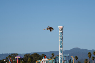 Brown Stork in flight in Santa Cruz, California