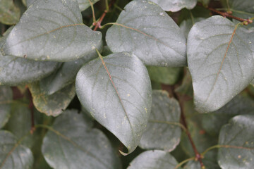 Silver leaf (Chondrostereum purpureum). Symptoms of fungal disease on lilac leaves