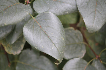 Silver leaf (Chondrostereum purpureum). Symptoms of fungal disease on lilac leaves