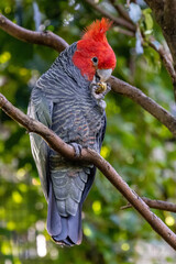 Australian male Gang Gang Cockatoo (Callocephalon fimbriatum)
