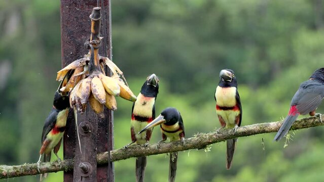 a close view of a flock of collared aracari birds feeding on bananas at boca tapada of costa rica