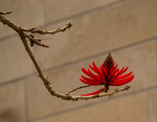 Mulungu Flower on a Tree Branch