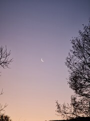 moon and tree