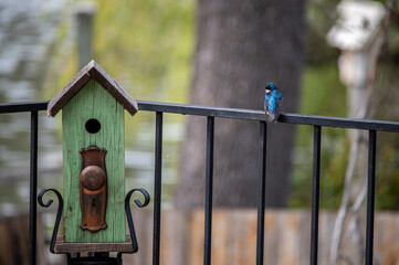 Tree swallow birdhouse in the back yard.