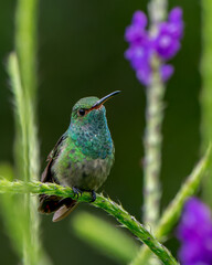 Stunning Rufous-tailed Hummingbird perched on a tropical flower in Costa Rica