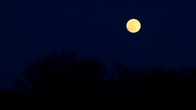 Moonlight night.moon background. Round yellow moon over black bushes against a dark blue sky.halloween gloomy background 4k footage