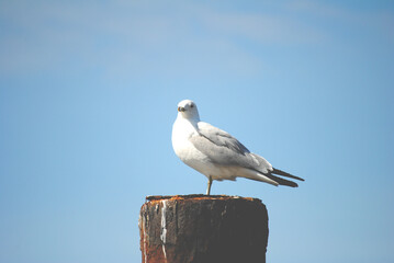 Seagull Standing on a Dock Post
 - Powered by Adobe