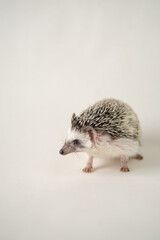  hedgehog on a beige background.Domestic hedgehog.prickly pet. female hedgehog.Gray hedgehog with white spots. © Yuliya