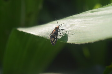 fly on leaf