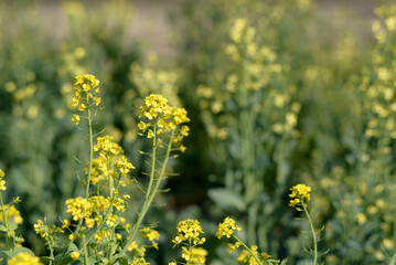 Obraz premium In Japan, rape flowers are food and are also used for decorating the food