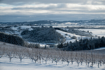 Fototapeta na wymiar A snow covered winter vineyard, shows lines of vines leading the eye to a snowy valley in Oregon.