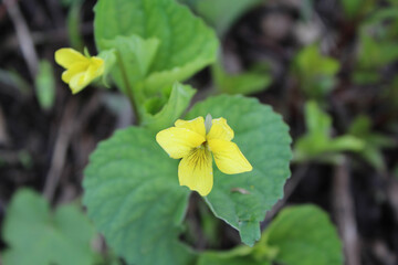 Closeup of a yellow violet bloom at Linne Woods in Morton Grove, Illinois with another in the...