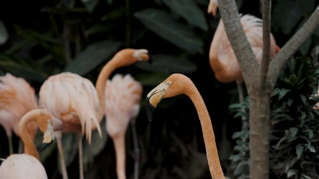 Head And Long Neck Of An American Flamingo In Slow Motion With Flamboyance In Background. close up