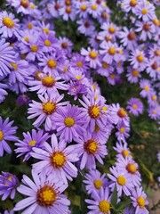 Fototapeta na wymiar flowers in a field
