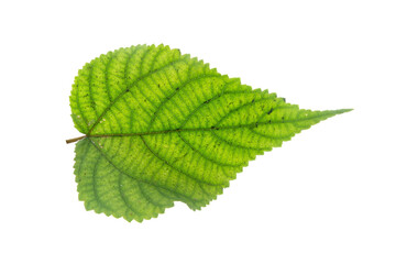 Close Up Of Green Leaf Texture