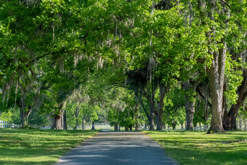 Live Oak Lined Driveway, Ashville Highway, County Road 146, Jefferson County, Florida