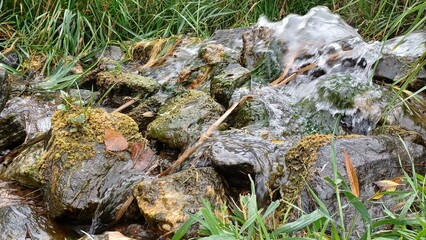 moss covered with moss