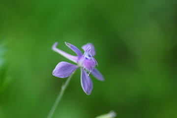セリバヒエンソウの花