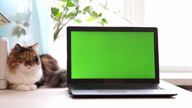 A tricolored fluffy cat lies on the table of the house near the window, turning its head near a laptop with a green screen. The concept of modern technology and pets. Chroma key