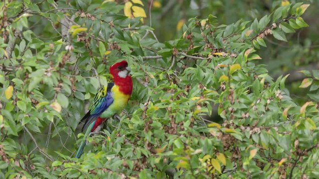 a slow motion shot of a male eastern rosella feeding in a tree on the central coast of nsw, australia