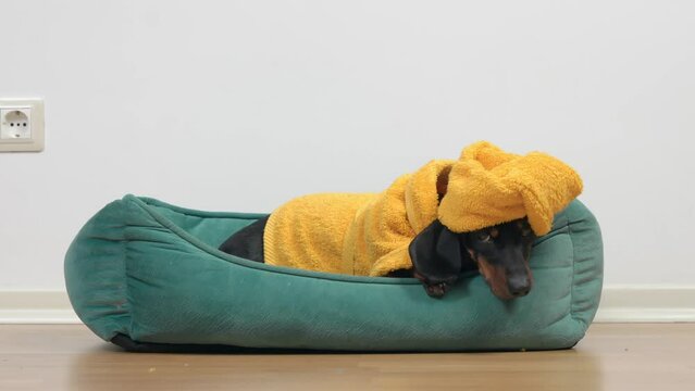 A sad dachshund puppy lies in a pet bed in a yellow bathrobe and a turban. The dog did not like the water treatments and is frustrated trying to sleep