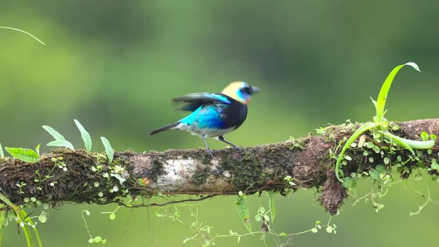 a golden-hooded tanager perched on a branch at boca tapada in costa rica