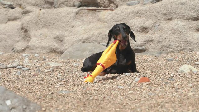A dachshund puppy sits on the sand and nibbles a rubber yellow chicken. Toys rodents for dogs. Games and entertainment for a dog on a walk