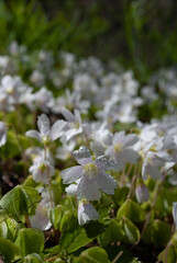 First spring flowers. Lawn with snowdrops.