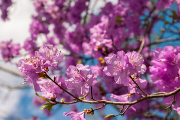 Rhododéndron. Rhododéndron flowers and blue sky. Spring.