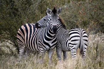 Foto op Canvas zebra in het wild © Bryan Kelley