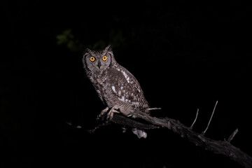 owl on branch