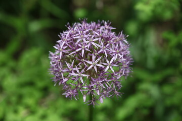 close up of a flower