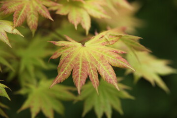 close up of leaves
