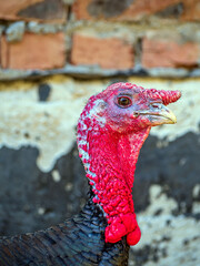 Head of a turkey with a blurred background. Close-up.