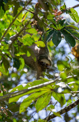 sloth in a tree