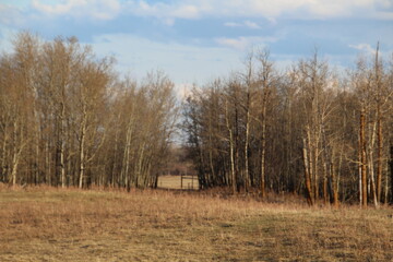 forest in autumn, Elk Island National Park, Alberta