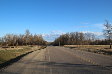 Obraz premium road in the forest