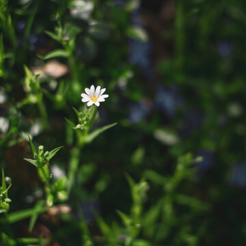 white daisy flower