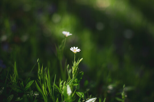 Flower in the grass