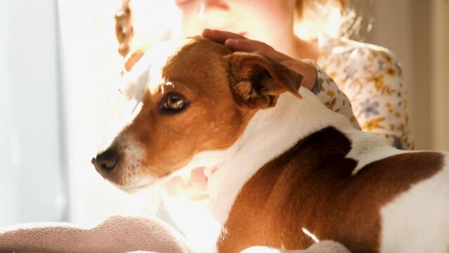 Jack Russell tolerates stroking and cuddling from toddler; high-key shot