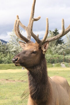 Close up Picture of Elk in Alaska
