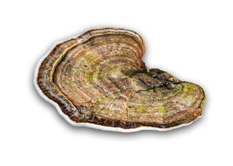 Tree fungi or mushrooms on a white background