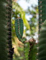 Macro Cute Green spike cactus houseplant.