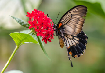 butterfly on flower