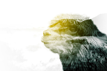 Double exposure of alpaca head with misty mountain